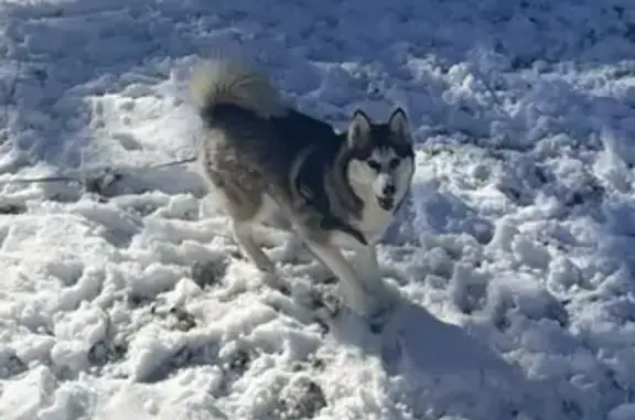 Chien perdu , photo : Chien perdu: Keyra à Valbeleix