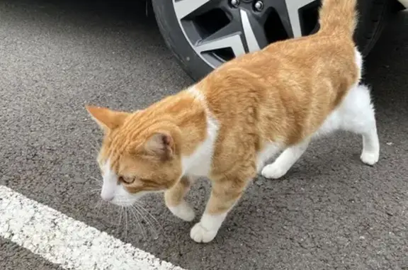 Chat sociable perdu à Rodez - photo