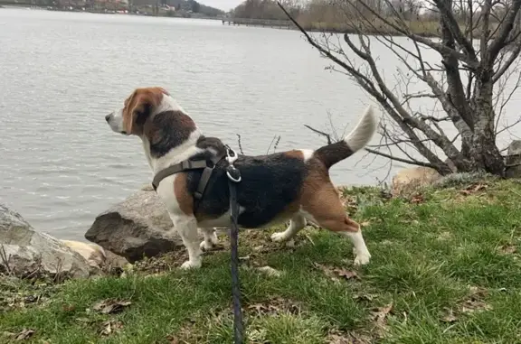 Chien perdu , photo : Chien Beagle perdu à Angeot