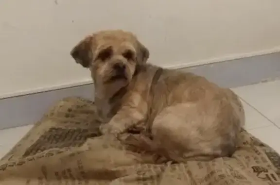 Chien perdu , photo : Chien Lhassa Apso perdu à Crotelles