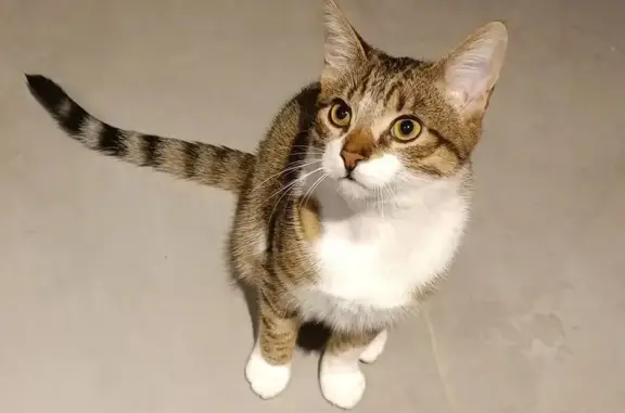Chat perdu, Heyrieux, photo: Chat tigré perdu - Heyrieux