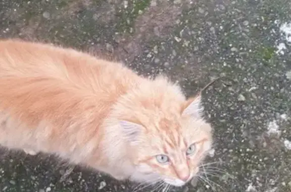 Chat roux poil mi-long trouvé à La Ferrayrie - photo