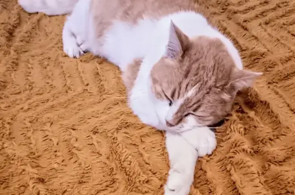 Chatte Daisy de 14 ans retrouvée - photo