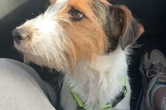 Animaux perdus , photo: Avis de recherche: Roxy perdue