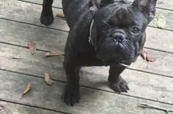 Lost Frenchie - Annistown Rd, Snellville!