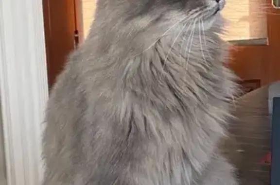 Lost Gray Maine Coon Mix - Giles Rd, Acworth!