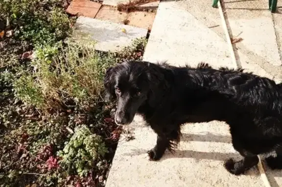 Chien perdu Clairac, photo : Chien Maya perdu près de Clairac