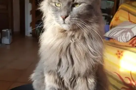 Animaux perdus Viriat, photo: Alerte: Nyanta, chat gris disparu