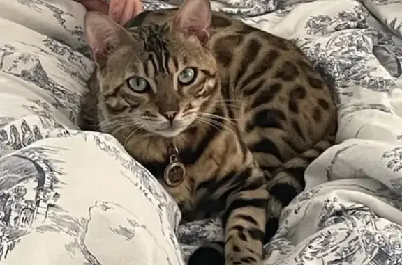 Lost Bengal Cat - Microchipped, Periwinkle Ln