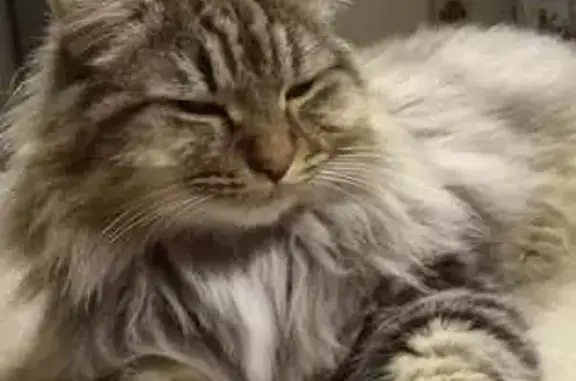 Chat angora perdu à Fillé - photo