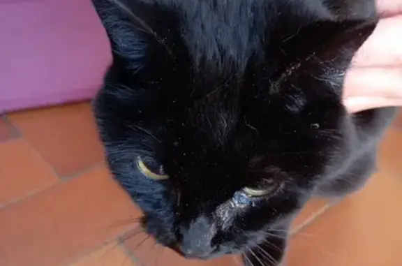 Chat noir trouvé, colliers, queue coupée - photo