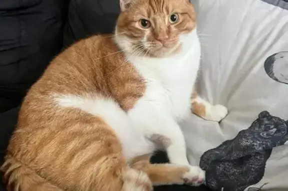 Lost Ginger Cat in Southend - Help Find Tormund!