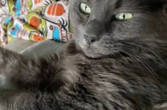 Lost Cat: Grey, Green Eyes - Hausberg Ave!