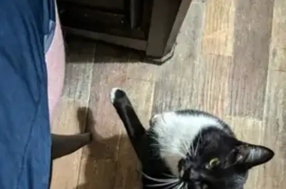 Lost Tuxedo Cat - White Mustache - Help Find!