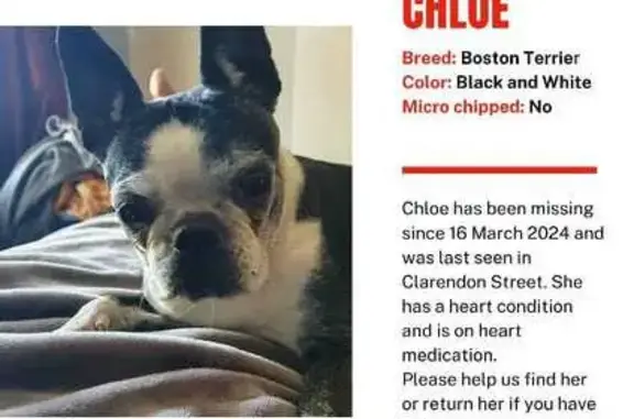 Help Find Chloé: Missing Dog, Cash Reward!