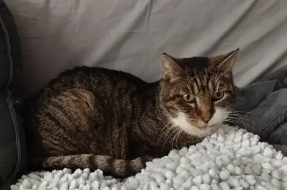 Chat perdu, Montigny-lès-Metz, photo: Chatte grise malade perdue