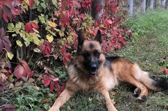 Зникла Овчарка в Покотилівці! Чорний нашийник