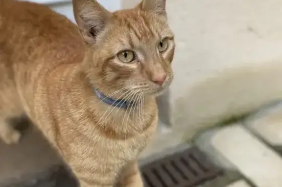 Chat câlin trouvé à Bièvres - photo