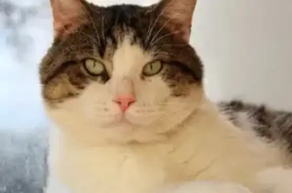Animaux perdus Valence, photo: Chausson, chat perdu à Valence