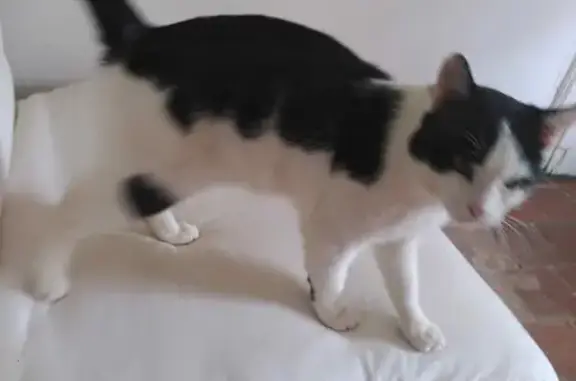Chat mâle perdu retrouvé à Torpes - photo