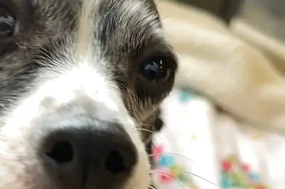 Lost Dog Alert: Tiny Flaca - Chihuahua/Yorkie Mix