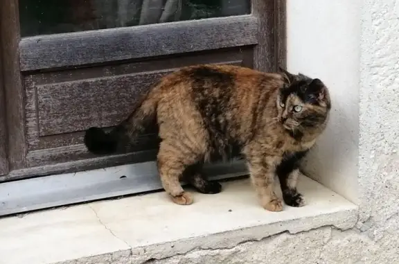 Chat perdu, , photo: Chatte écaille tortue perdue