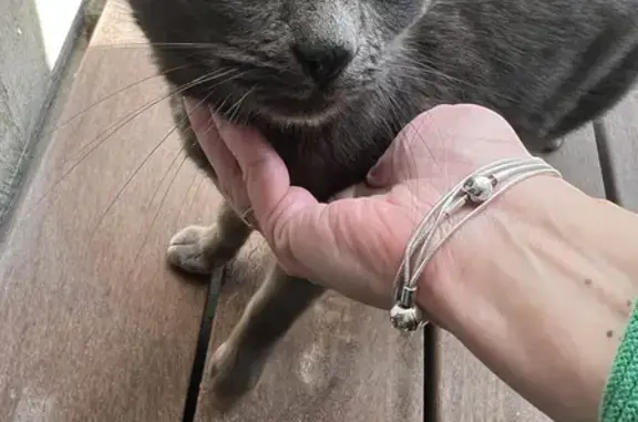 Chaton gris trouvé à Montreuil-le-Gast - photo