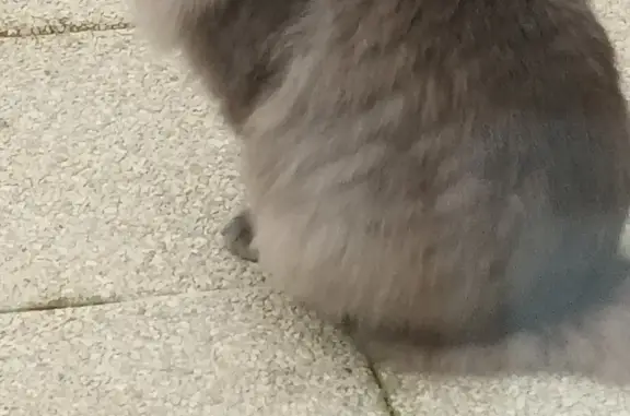 Chat gris perdu à Dole - photo