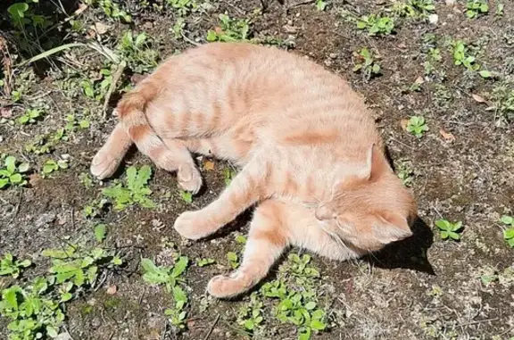 Chat perdu, Nogent-le-Rotrou, photo: Chat peureux Aslan disparu