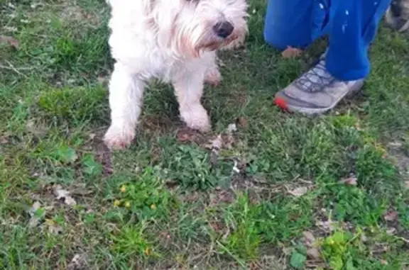 Chien perdu: collier noir à Saint-Médard - photo
