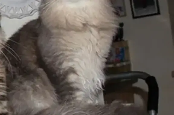 Animaux perdus Montmélian, photo: Chat Maine Coon perdu à Montmélian
