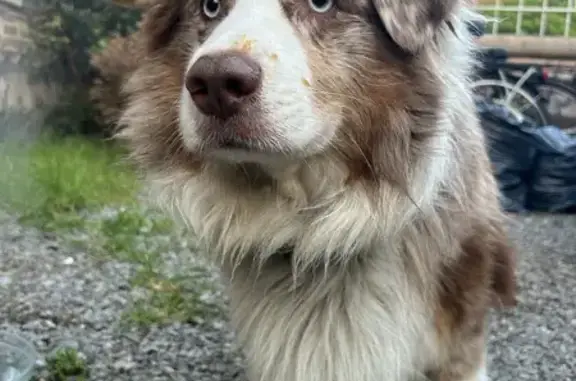 Chien trouvé Amiens, photo: Chien berger australien trouvé