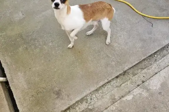 Lost Chihuahua Found on Herndon Ave, Fresno!
