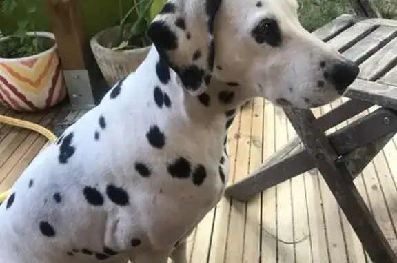 Chien perdu Plumaugat, photo : Nahla, Dalmatienne Perdue