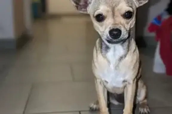Chihuahua beige perdu à Bruay - photo