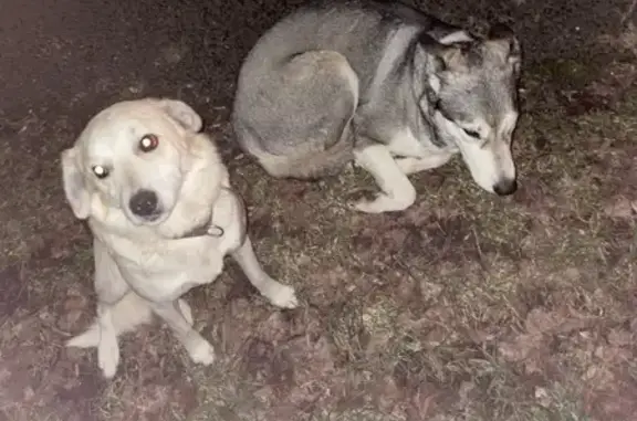 Chiens fidèles attendent à Rodelle - photo