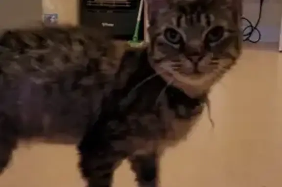 Chat blessé et affamé trouvé - photo