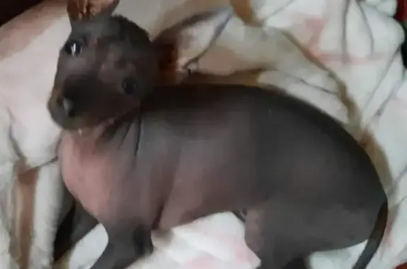 Lost Dog Alert: Hairless Chinese Crested in Secunda!