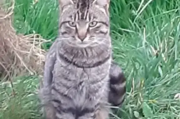 Chat trouvé , photo: Chat tigré blessé trouvé à Arthez