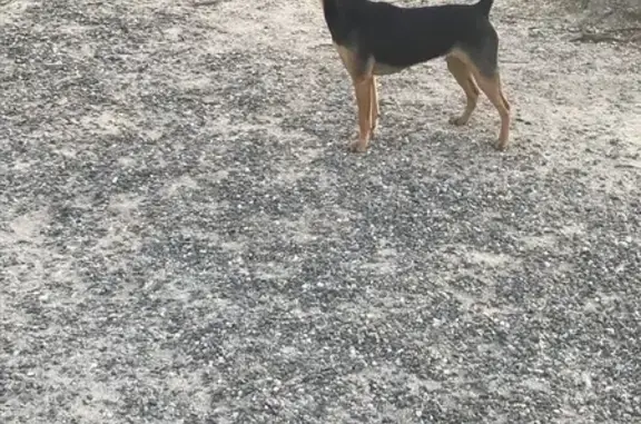 Chien trouvé Biarritz, photo: Chiot perdu à Biarritz