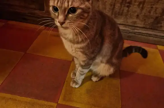 Chatte grise sociable trouvée - photo