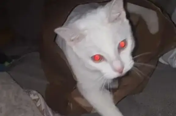 Lost and found pets , photo: Lost White Male Cat - Neutered, Age 6 | CR 24