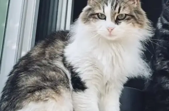 Chat perdu, Yzeure, photo: Chatte blanche tigrée perdue à Yzeure