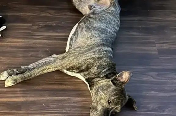 Lost Male Brindle Pitbull - Pergola Dr, 5600!