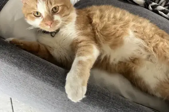 Chat roux et blanc perdu à Béthune - photo