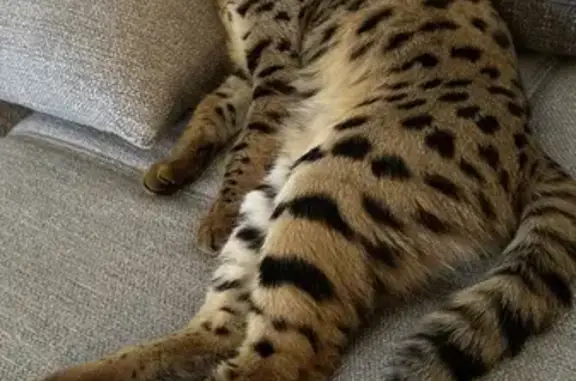 Chat perdu, La Turbie, photo: Chatte Savannah perdue, récompense!