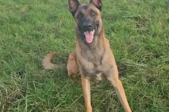 Chien perdu Saint-Gervais-en-Belin, photo : Appel à l'aide: Malinois perdu