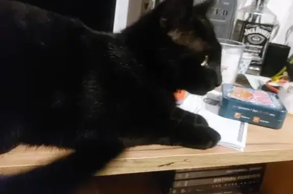 Animaux trouvés Gallardon, photo: Chatte noire trouvée à Gallardon