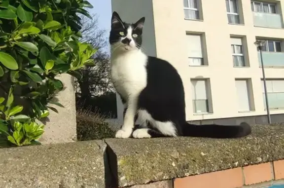 Chat trouvé Harfleur, photo: Chaton femelle trouvé à Harfleur