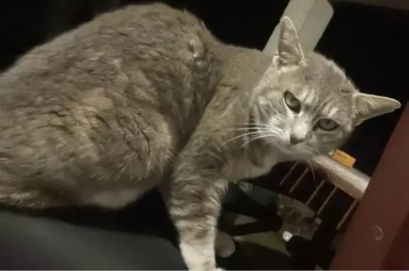 Chat errant affectueux à Menville - photo